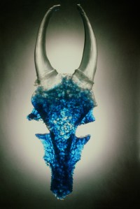 blue antelope